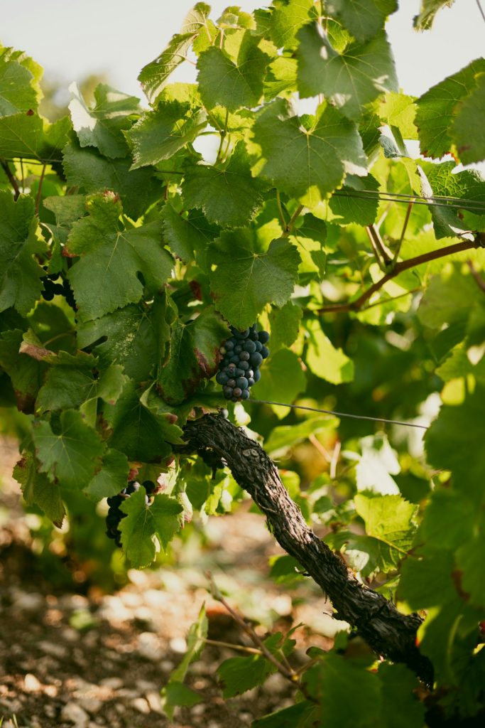 grapes-growing-on-a-vine-in-a-vineyard-hnf-jdpfrd0